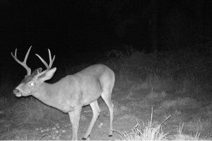Blacktail Deer - Even 2012