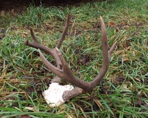 He is a descendant of Stickers a big Blacktail that was harvest last year!